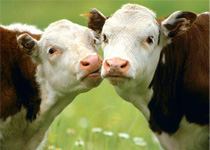 cattle1