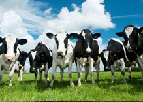 cattle2