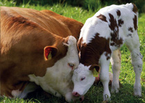 cattle3